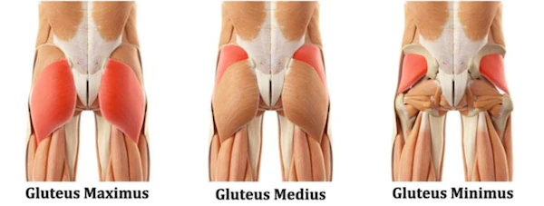 glute anatomy
gluteus maximus 
gluteus medius 
gluteus minimus